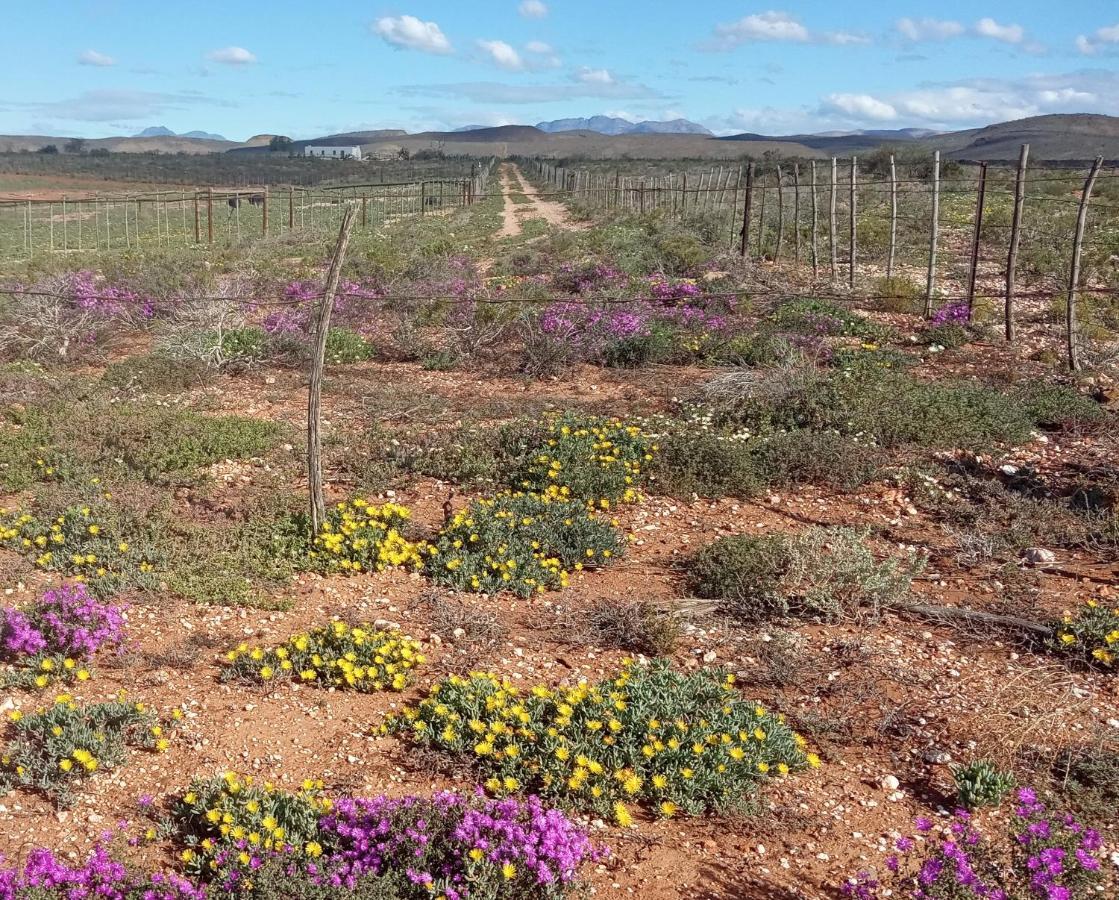 Pureplaas Self Catering Volmoed Oudtshoorn Klein Karoo Exterior foto