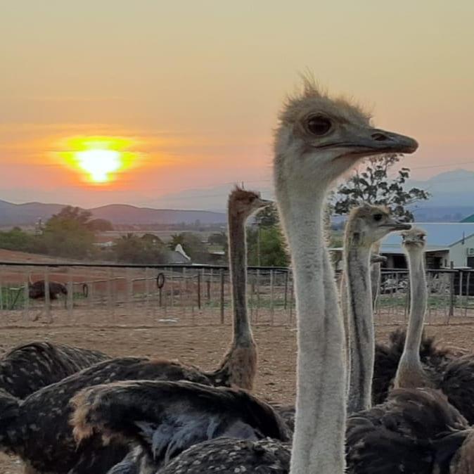 Pureplaas Self Catering Volmoed Oudtshoorn Klein Karoo Exterior foto
